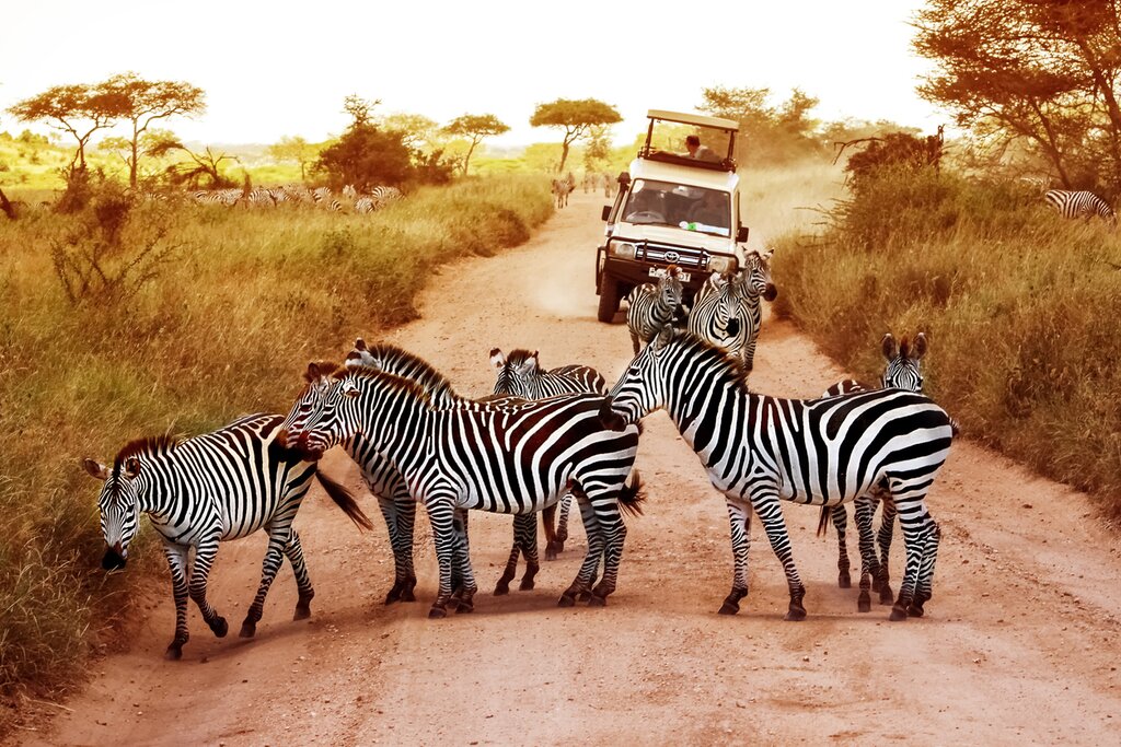 Elephants walking on the Serengeti plains